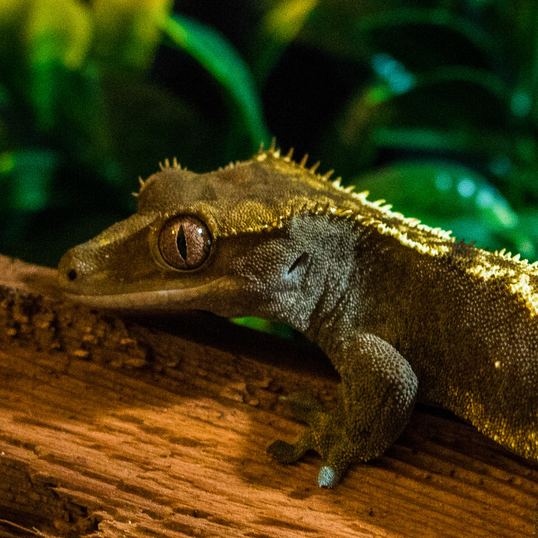 A crested gecko on a log