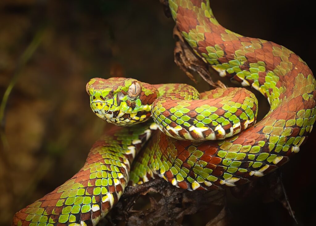 The Science Behind Snake Color Morphs