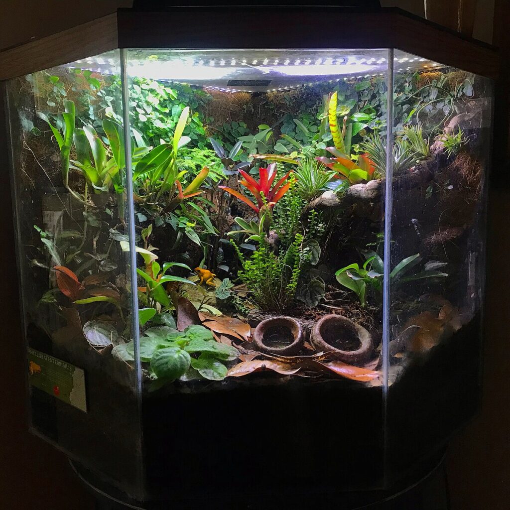 Creating the Ideal Display Terrarium