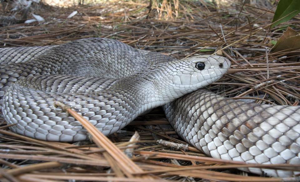 1. Texas - The Undisputed Reptile Champion