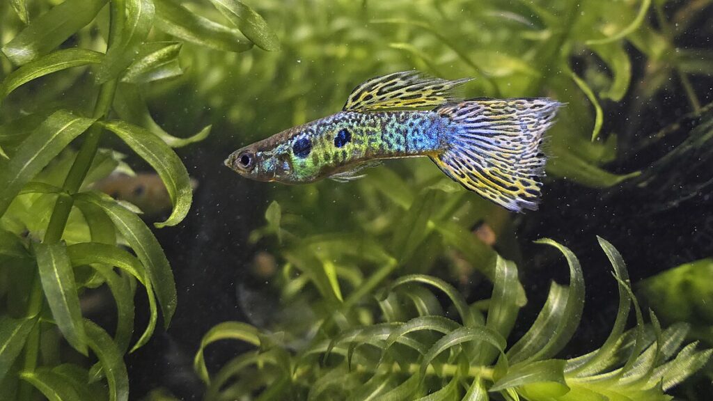 Guppies: The Million Fish from Trinidad and Beyond