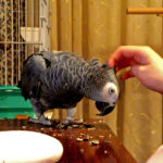 Caring for These Intelligent Birds