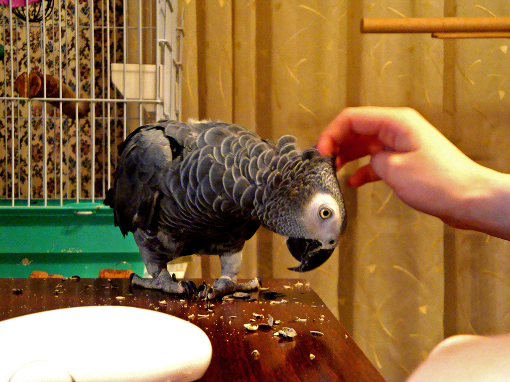 Caring for These Intelligent Birds