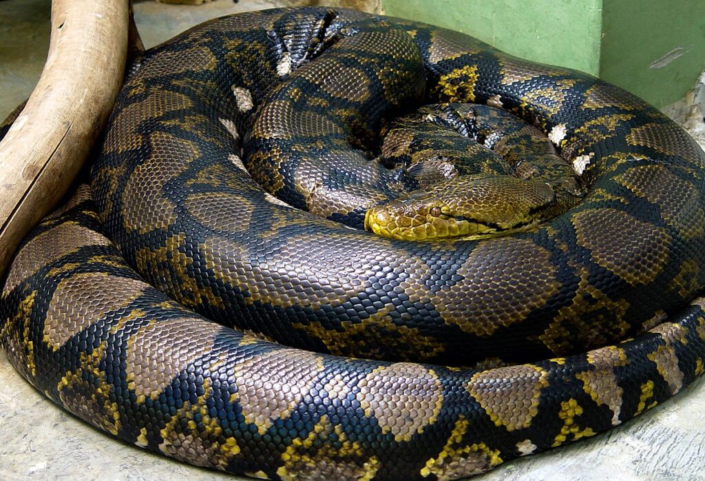 Special Considerations for Giant Constrictor Species