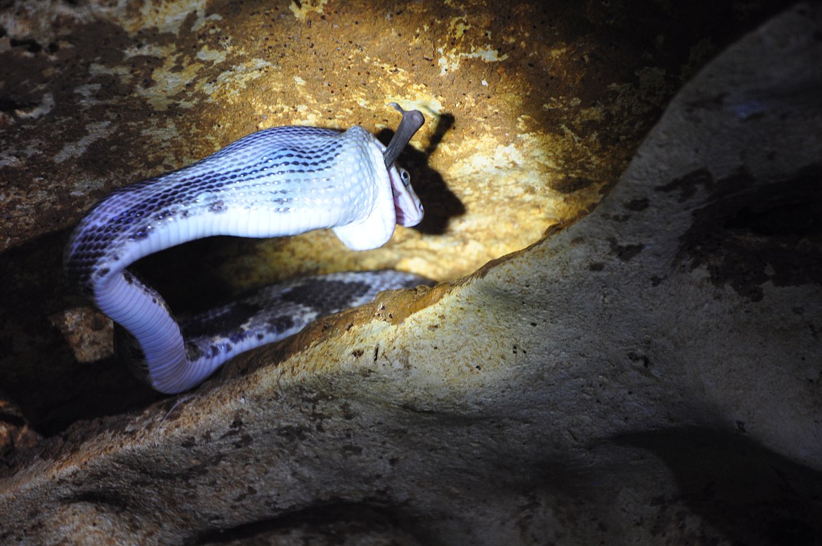 Reptiles as Prey: Supporting Biodiversity