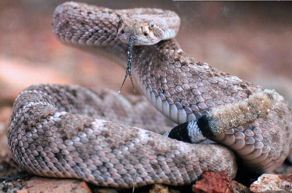 Venomous Species: Managing Risk in Agricultural Settings