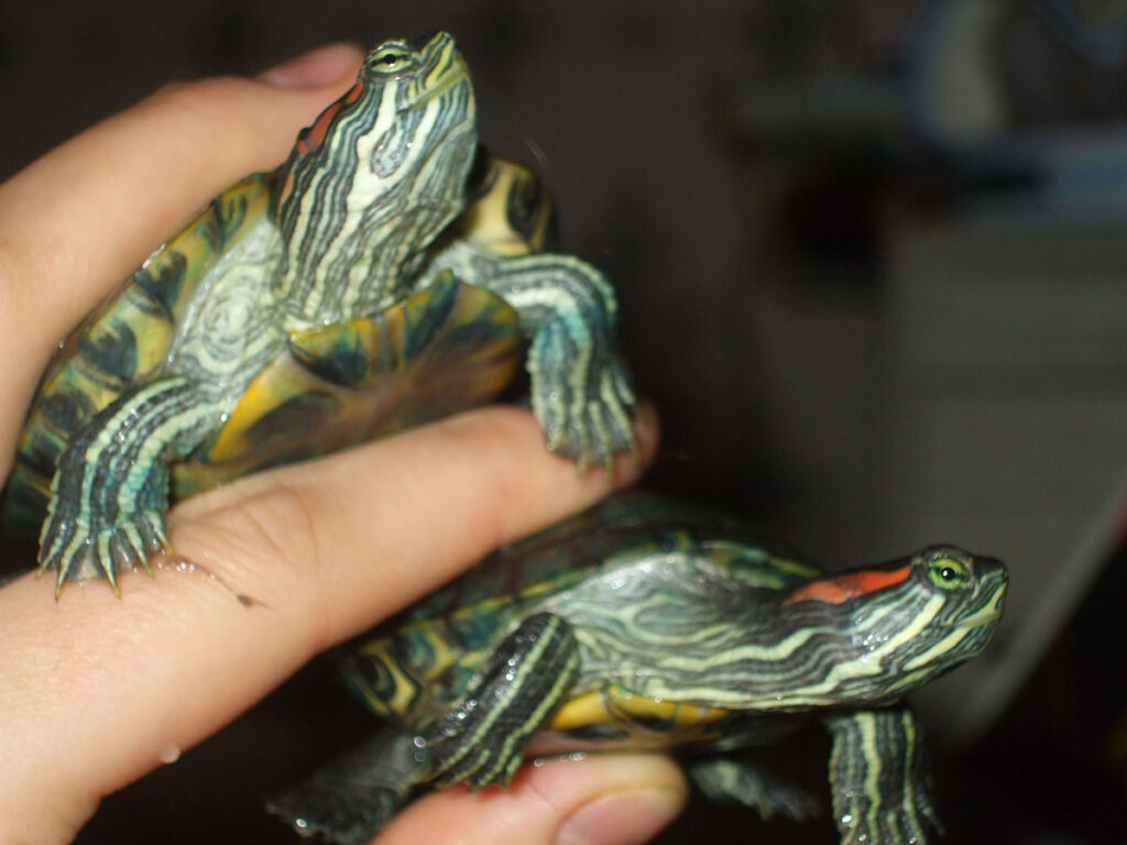 Red-eared Slider (Trachemys scripta elegans)