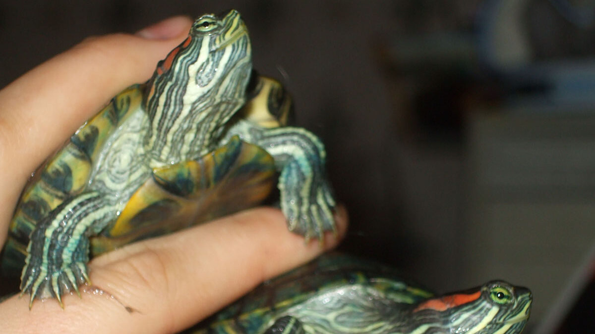 Red-eared Slider (Trachemys scripta elegans)