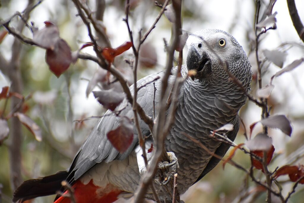 Communication Between African Greys in the Wild