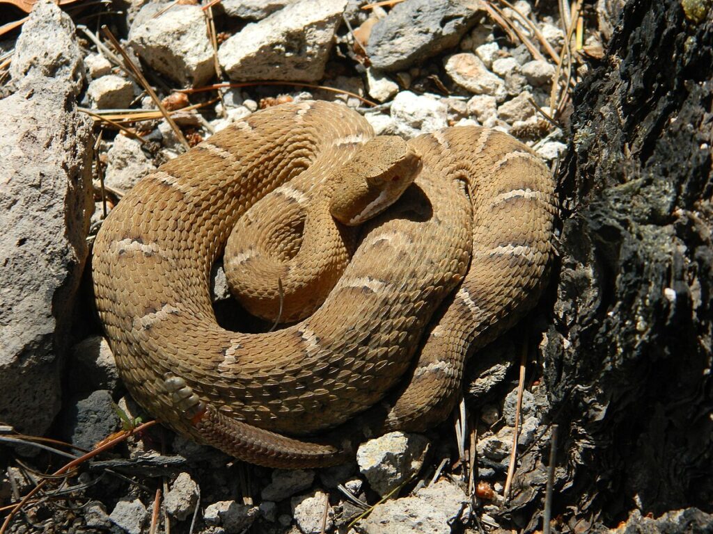 3. Arizona - Desert Reptile Diversity