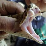 The Science of Venom: Complex Cocktails of Toxins