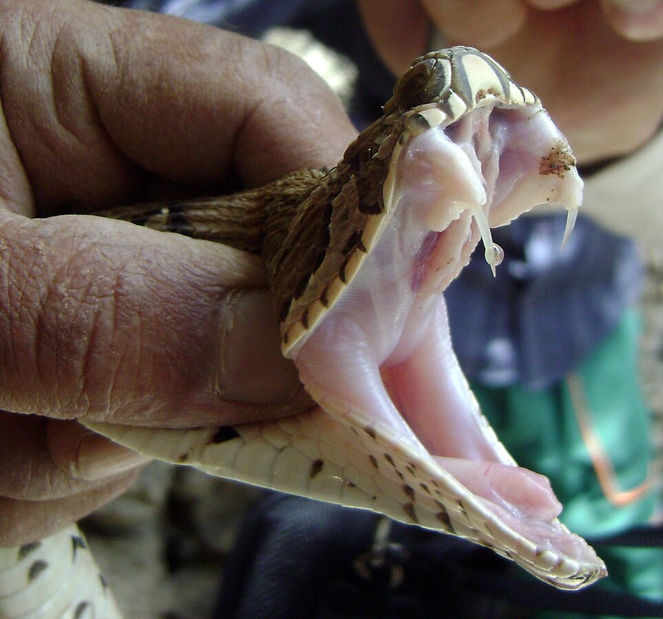 The Evolution of Snake Venom: A Brief Overview