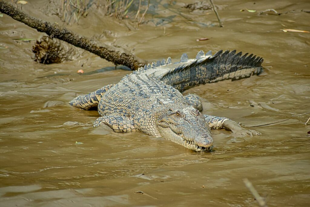 Aquatic Hunting Strategies