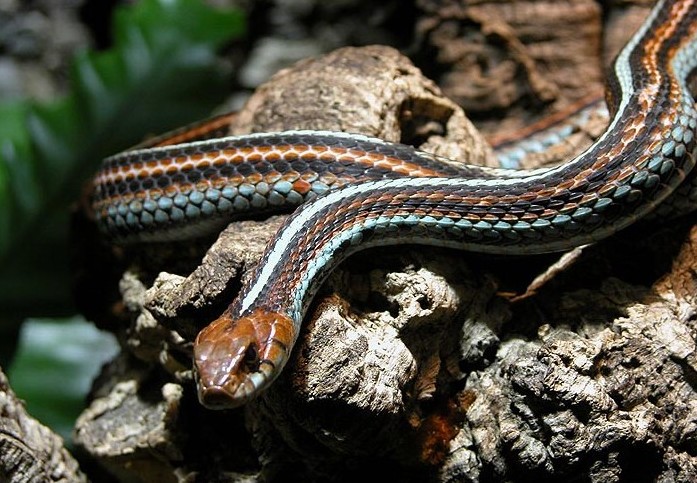 San Francisco Garter Snake (Thamnophis sirtalis tetrataenia)