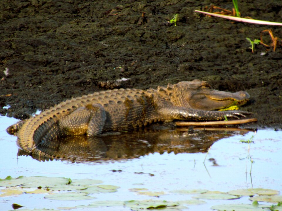Georgia's Alligator Habitats