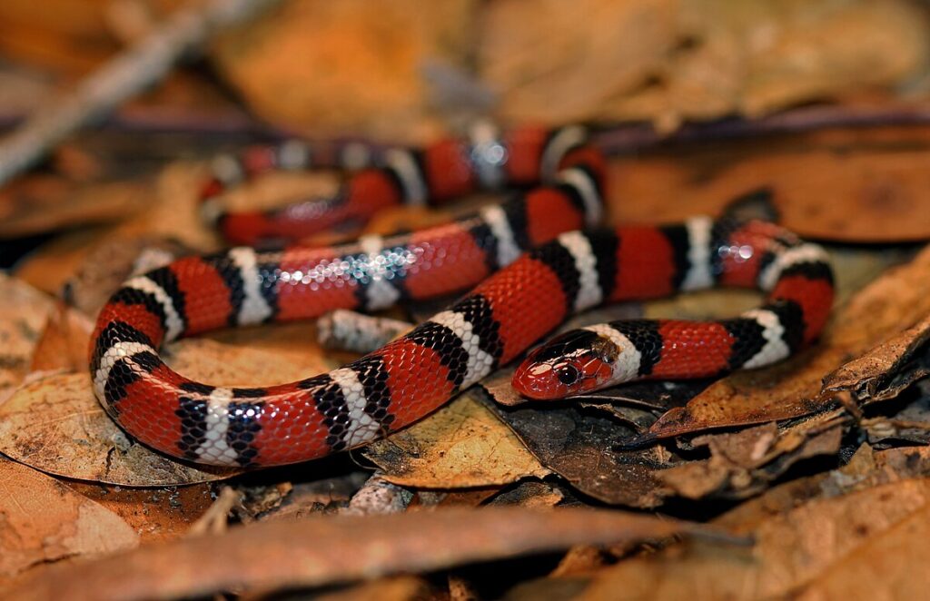 10. Mississippi - River State Reptile Richness