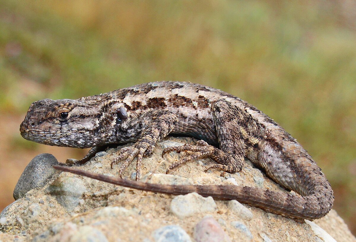 Western Fence Lizard: High Elevation Survivor