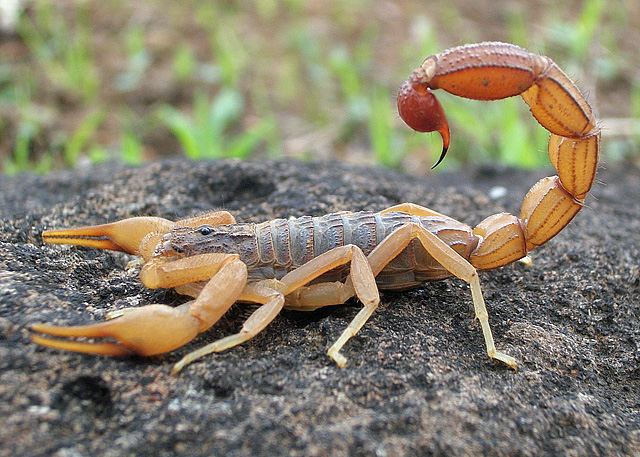 Venom Delivery Systems and Efficiency