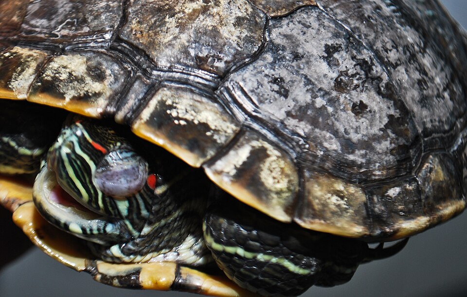 What Exactly Is Shell Rot?