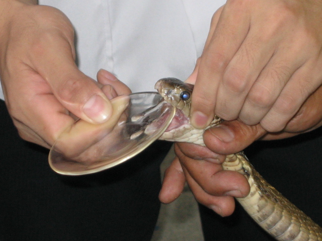 Neurotoxic Venoms: Attacking the Nervous System
