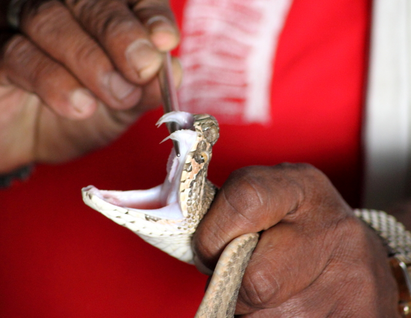 The Basic Anatomy of Snake Fangs