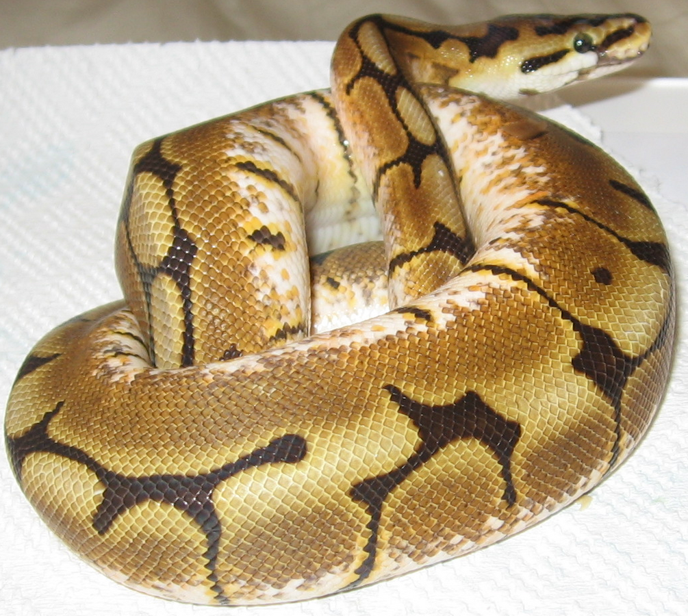 Ethical Considerations in Morph Breeding
