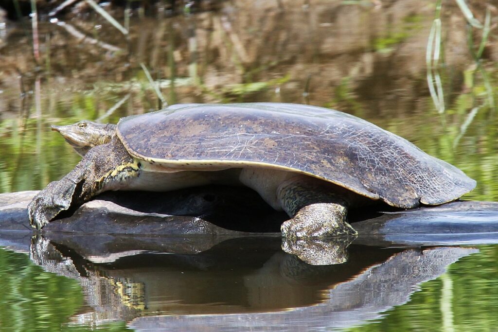 Special Considerations for Different Turtle Species