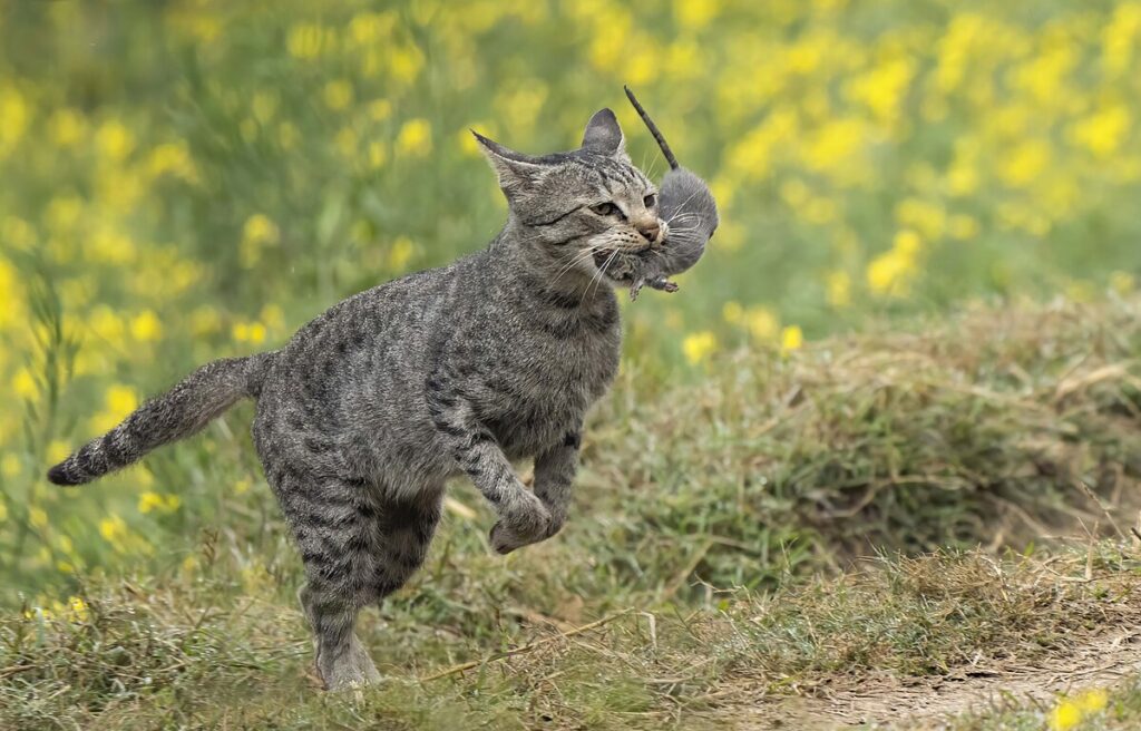 Population control through spaying and neutering represents one of the most significant contributions pet owners can make to conservation efforts. Uncontrolled breeding leads to unwanted animals, many of which end up in shelters, are euthanized, or become feral and impact native wildlife populations. In the United States alone, an estimated 30-40 million feral cats prey on birds and small mammals, with each cat killing an average of 13 to 35 birds and 95 to 340 mammals annually. 

Beyond population control, spaying and neutering also reduces problematic behaviors like roaming, marking, and aggression that can increase conflicts with wildlife and other pets. The health benefits for individual animals—including reduced cancer risks and extended lifespans—provide additional incentives for this responsible ownership practice. By preventing unplanned litters, pet owners directly contribute to reducing predation pressure on native wildlife species.