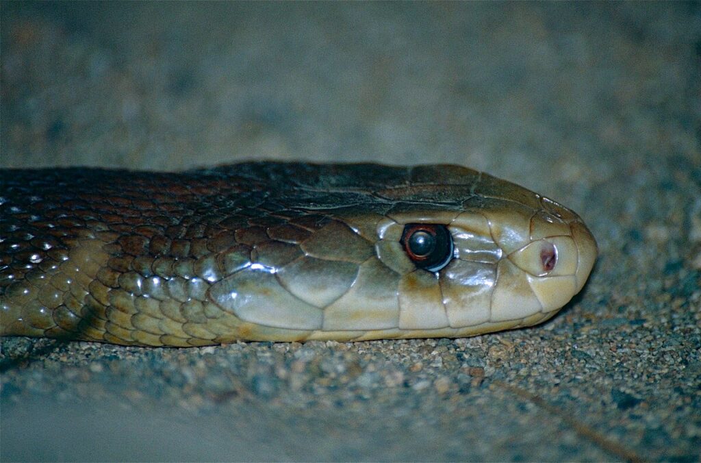 Geographic Variations in Venom Potency Trends