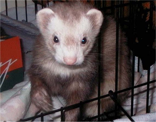 Cage Cleaning Schedules: Daily, Weekly, Monthly
