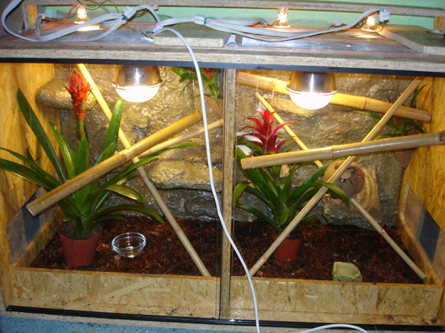 Specialized Mesh Terrariums for Chameleons