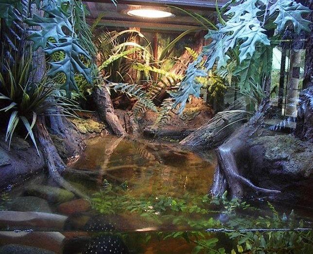 The Apartment-Friendly Appeal of Reptiles