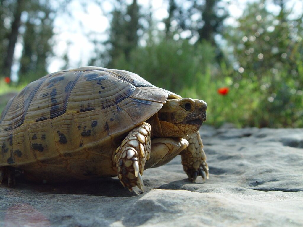 Conclusion: Choosing Your Perfect Tortoise Companion
