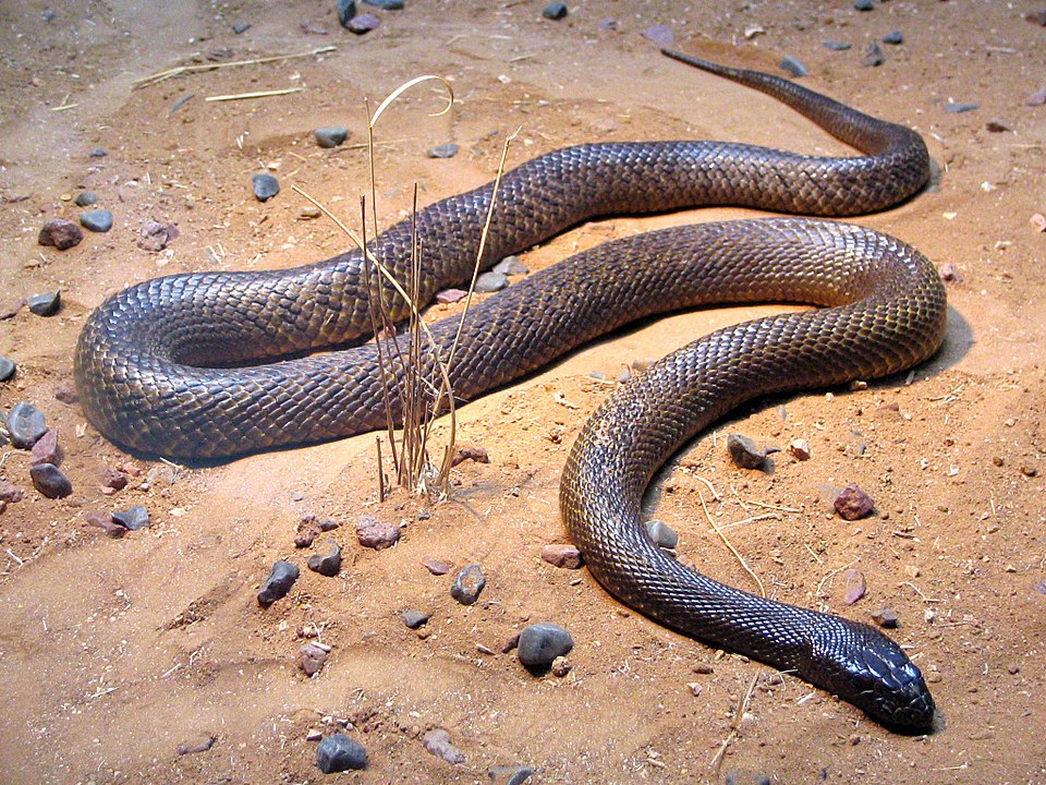 The Inland Taipan Paradox