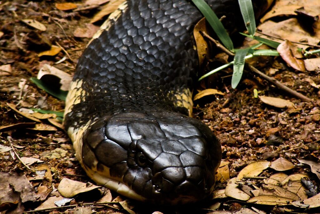 2. Their Venom Is Potent Enough to Kill an Elephant