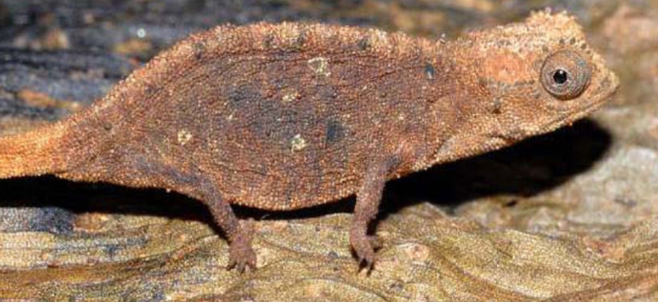 The Resilient Minute Leaf Chameleon