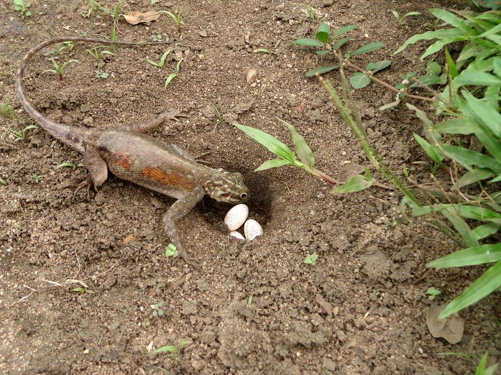 Challenges of Survival: It's Not Just About Temperature