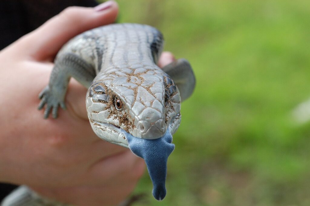 Blue-Tongued Skinks: Personable Giants