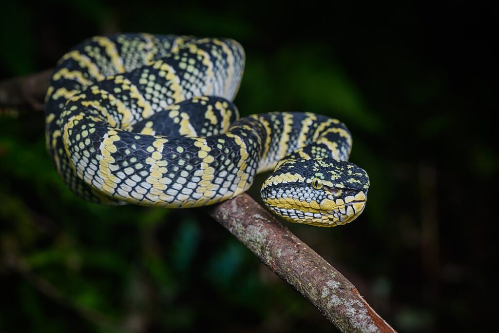 Prey-Predator Arms Race: Driving Stronger Venoms