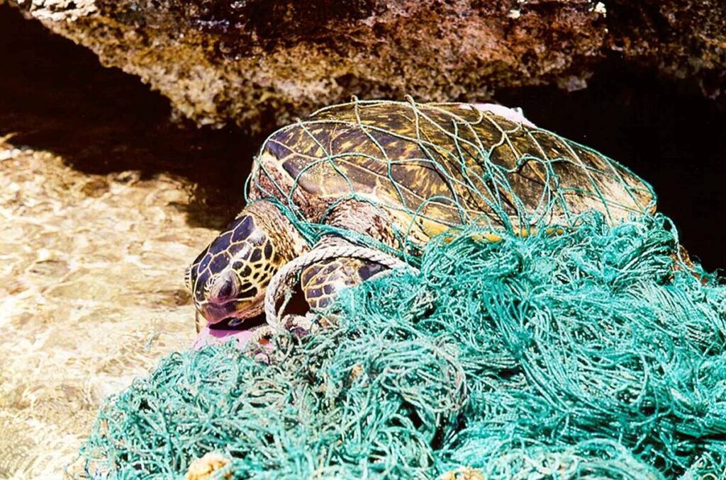 Sea Turtle-Specific Threats
