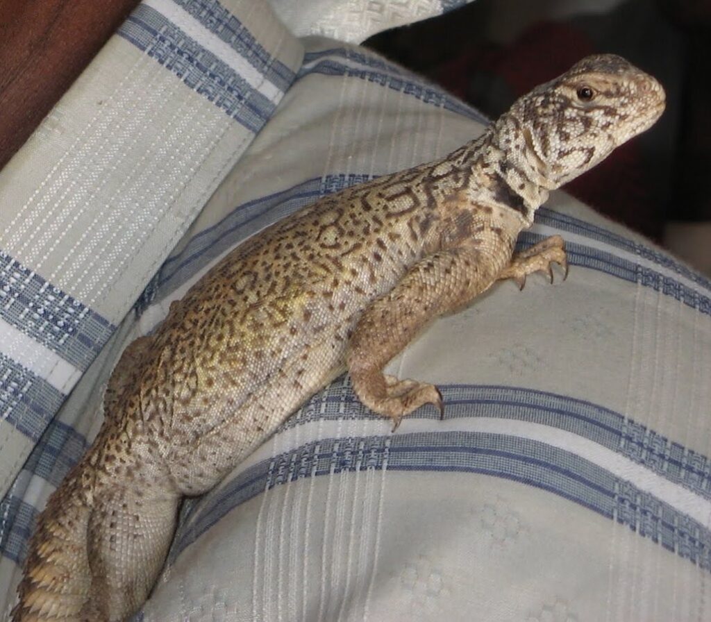 Uromastyx: The Desert Vegetarians