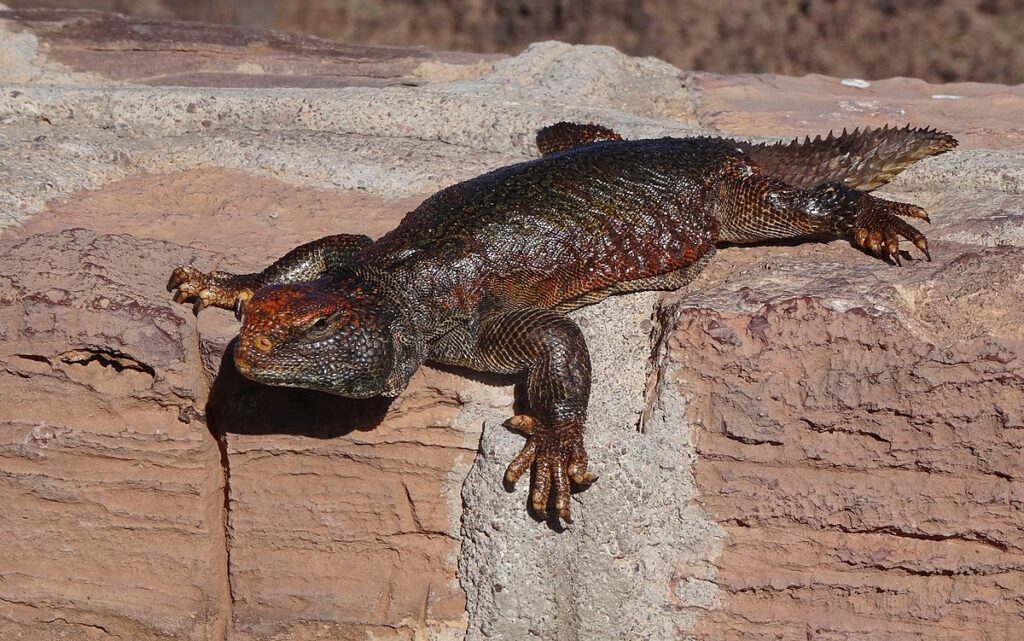 7. Uromastyx Lizards