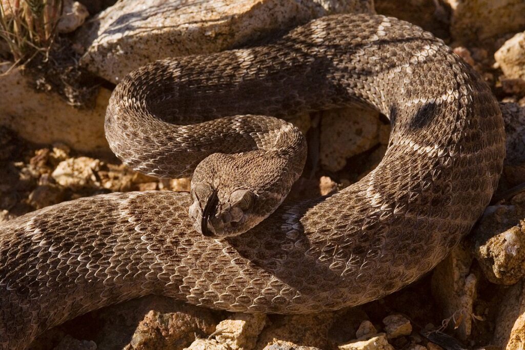Western Diamondback Rattlesnake (Crotalus atrox)
