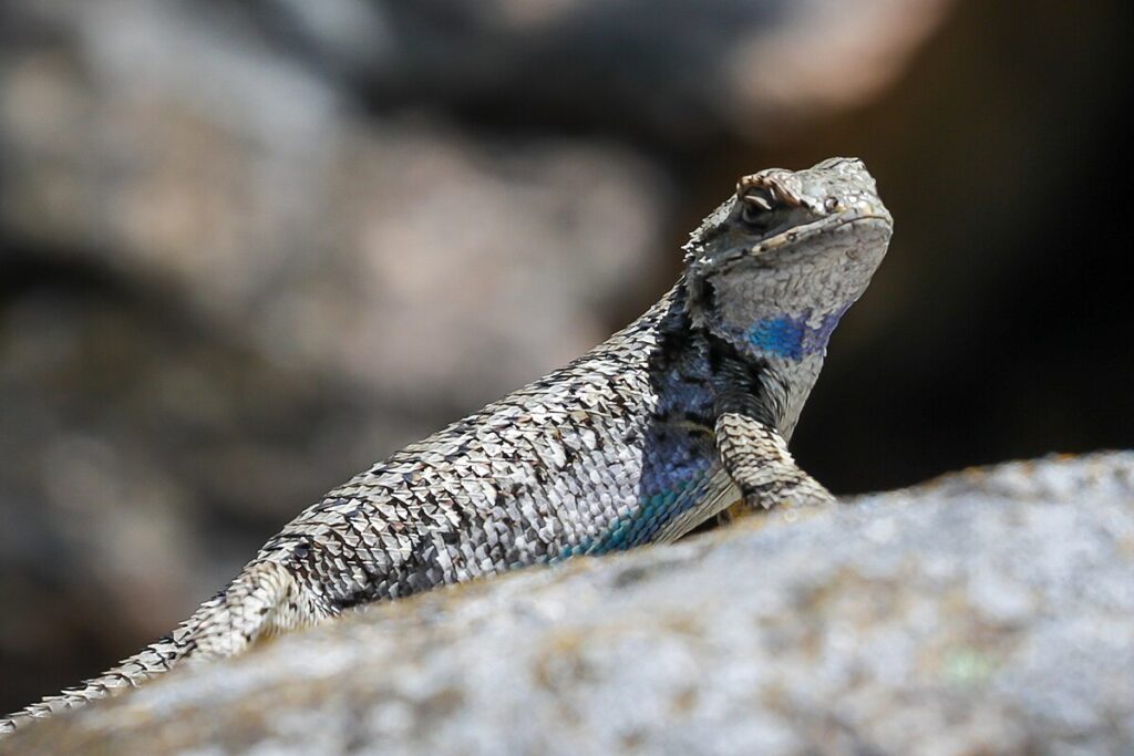 Western Fence Lizard (Sceloporus occidentalis)