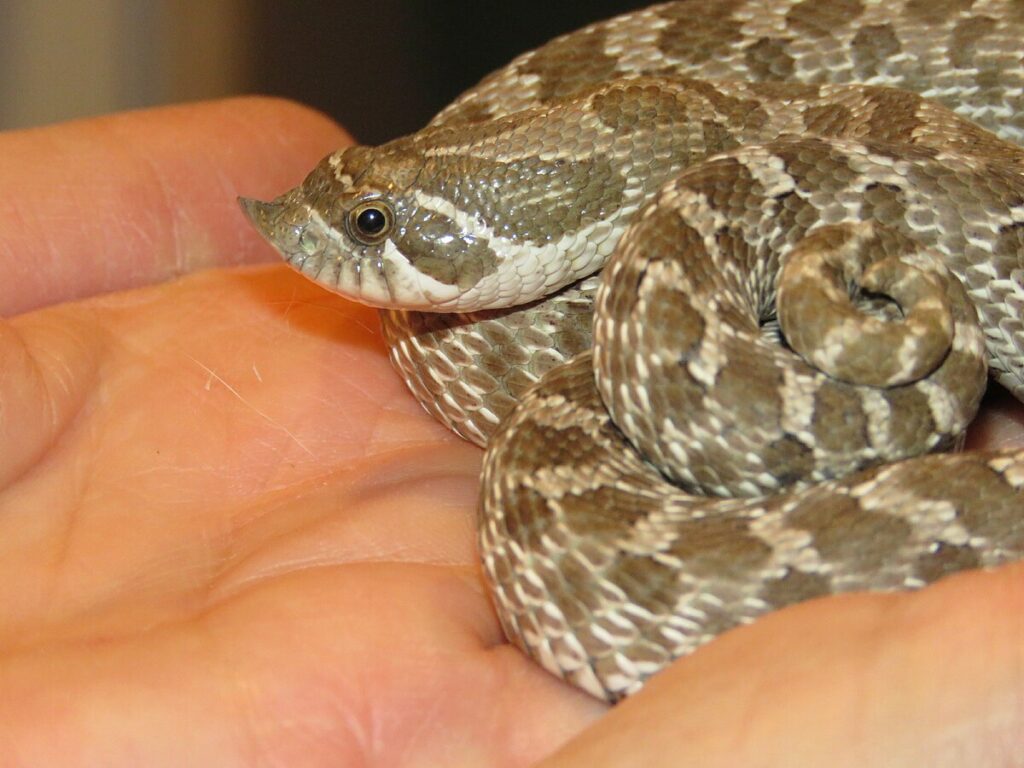 Western Hognose Snakes: Dramatic but Harmless