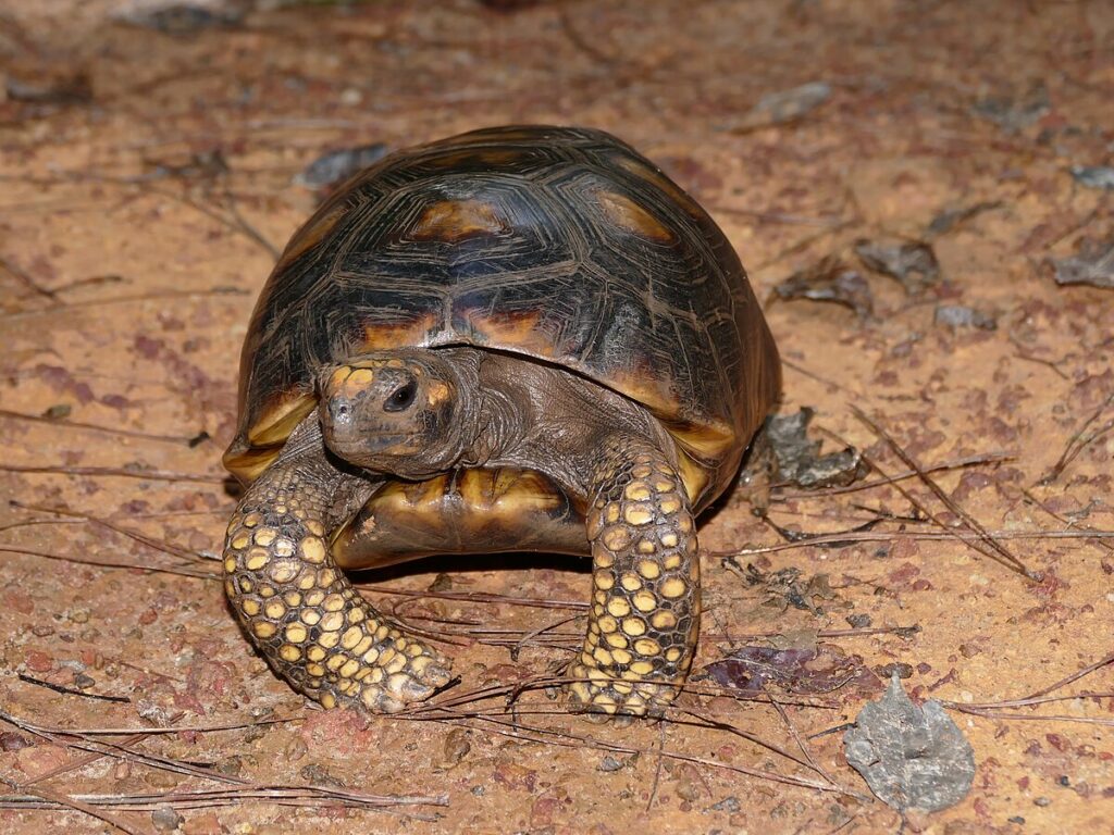 Yellow-Footed Tortoise (Chelonoidis denticulata)