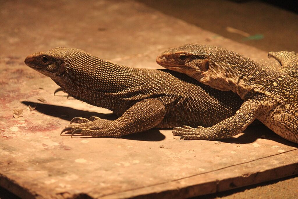 Specialized Breeding Facilities and Expertise