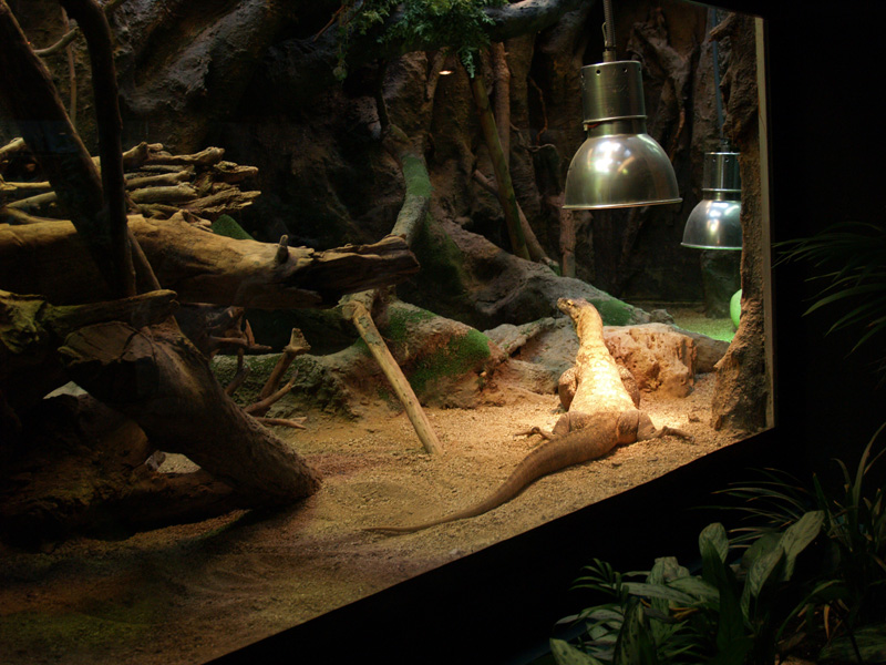Monitor Lizard