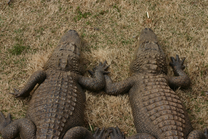 Oklahoma's Surprising Alligator Presence