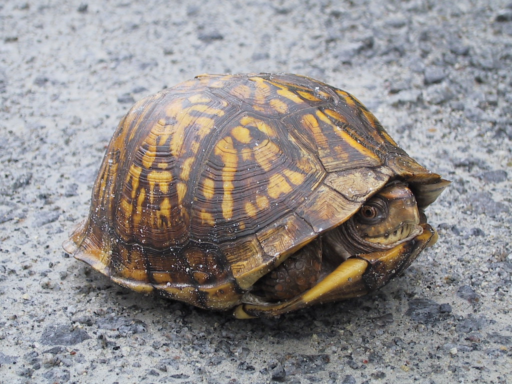 Stress Factors That Shorten Turtle Lives